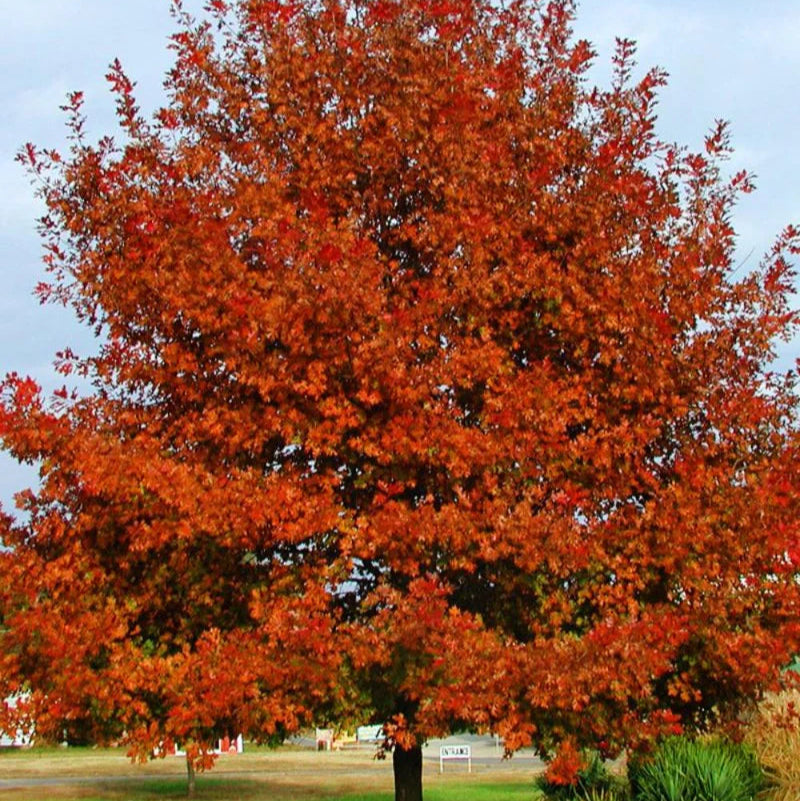Oak Shumard Red - Grow Bag - #31721