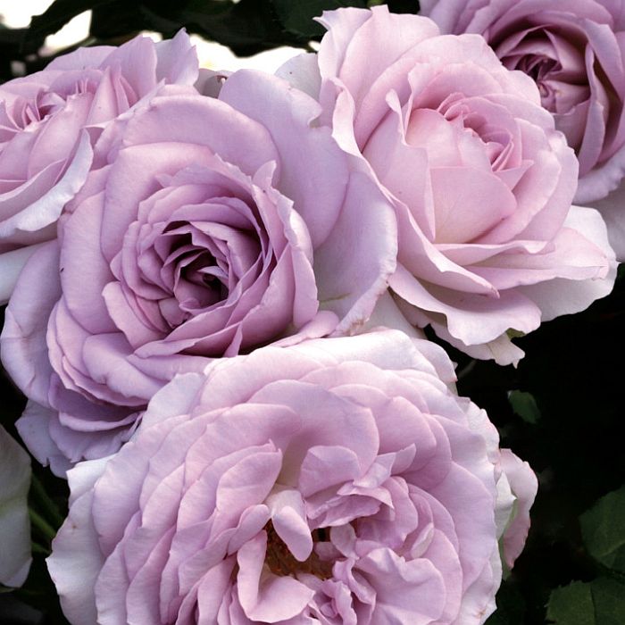 Rose Tree Silver Lining - 36" - 7 Gallon - #32604