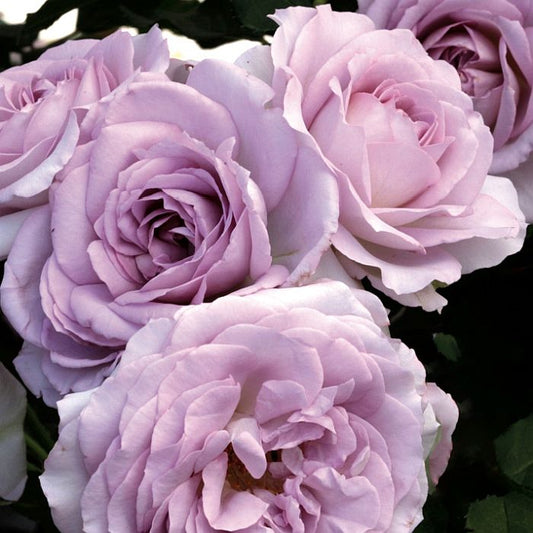 Rose Tree Silver Lining - 36" - 7 Gallon - #32604