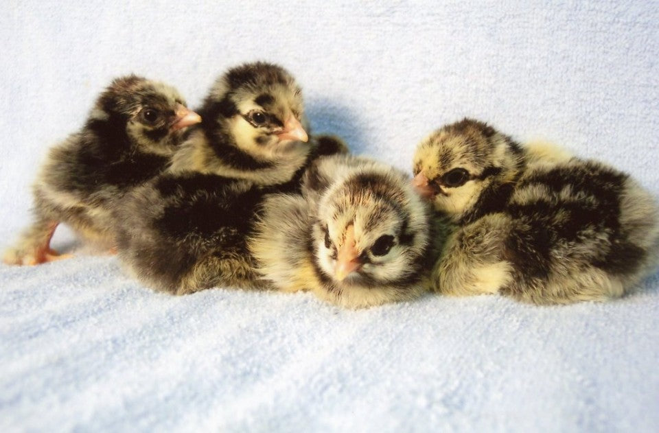 Silver-Laced Cochin chick - Female