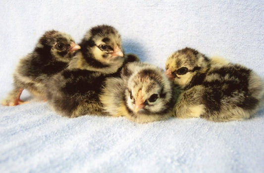Silver-Laced Cochin chick - Female
