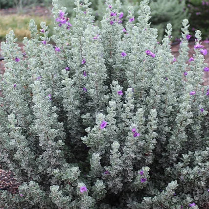 Texas Sage 'Silver Cloud Dwarf' - 2 Gal - #31892