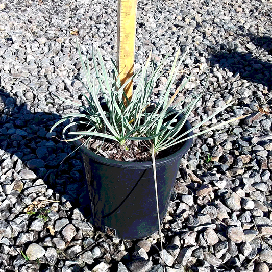 Society Garlic 'Silver Lace' - 1 Gallon - #21880