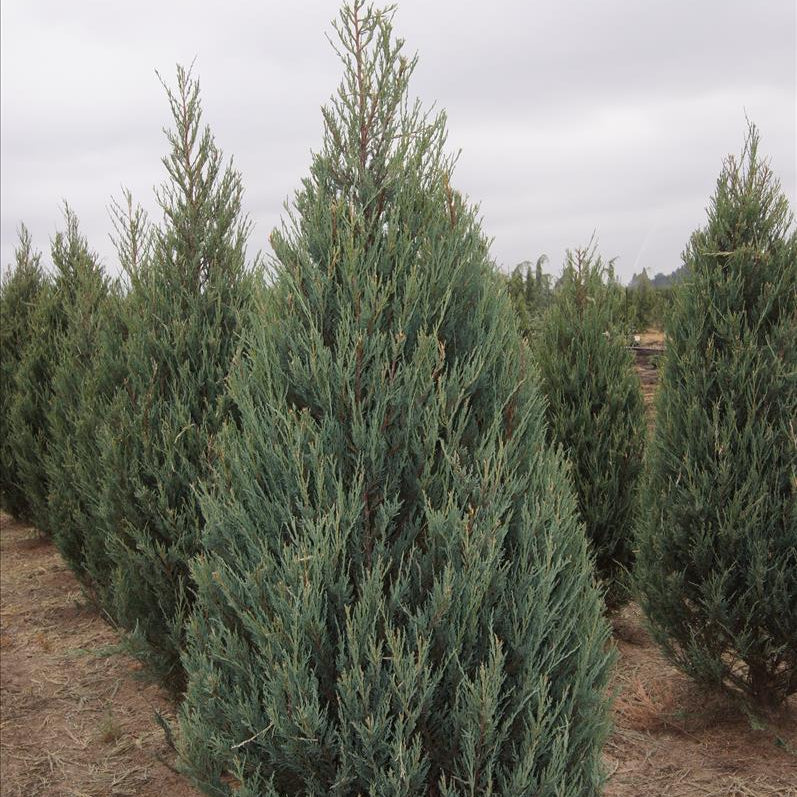 Juniper 'Skyrocket' - Grow Bag - #28399