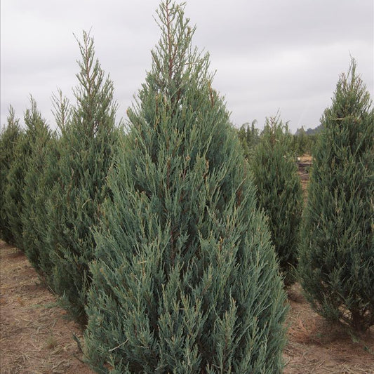 Juniper 'Skyrocket' - Grow Bag - #28399