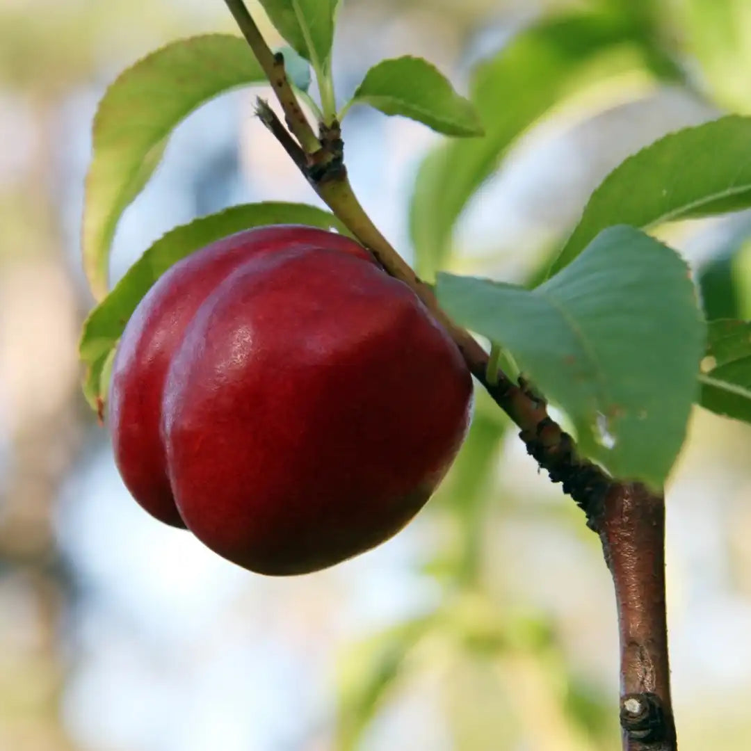 Snow Queen Nectarine - 5 Gallon - #27778