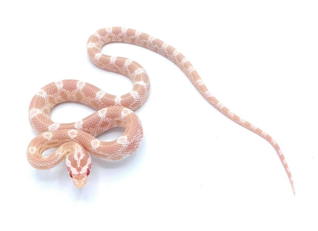Corn Snake