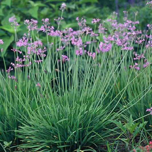 Garlic 'Society' - 1 Gallon - #359