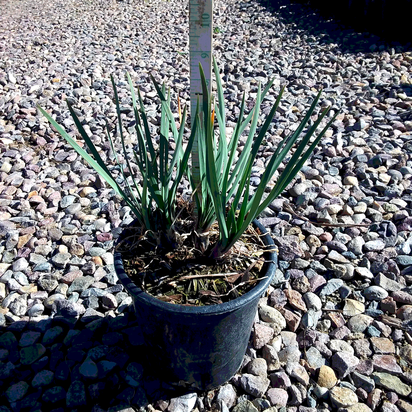 Garlic 'Society' - 1 Gallon - #359