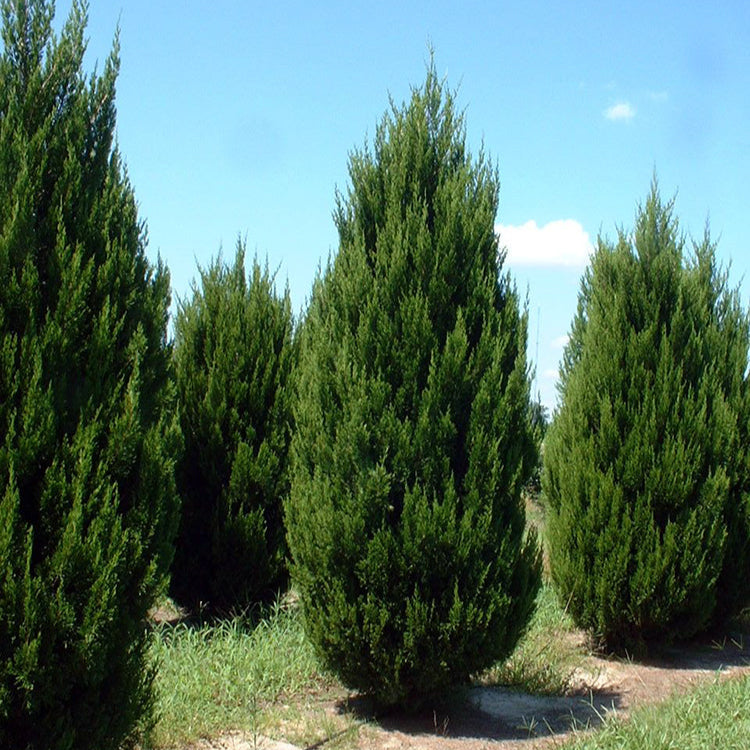 Juniper Spartan - Grow Bag - #30052