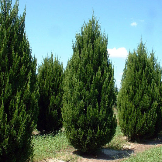 Juniper Spartan - Grow Bag - #30052