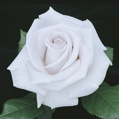 Rose Stainless Steel - Hybrid Tea - TNP - #27821