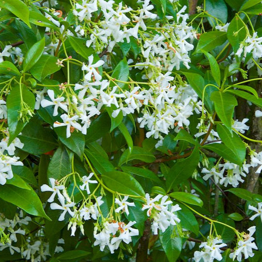 Jasmine 'Star' - 1 Gallon - #3615
