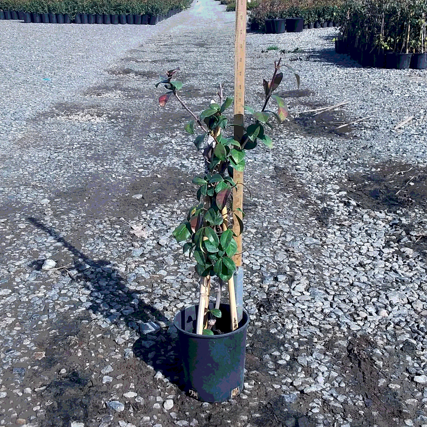 Jasmine 'Star' Staked - 1 Gallon - #1292