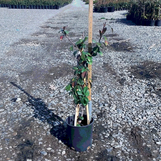 Jasmine 'Star' Staked - 1 Gallon - #1292