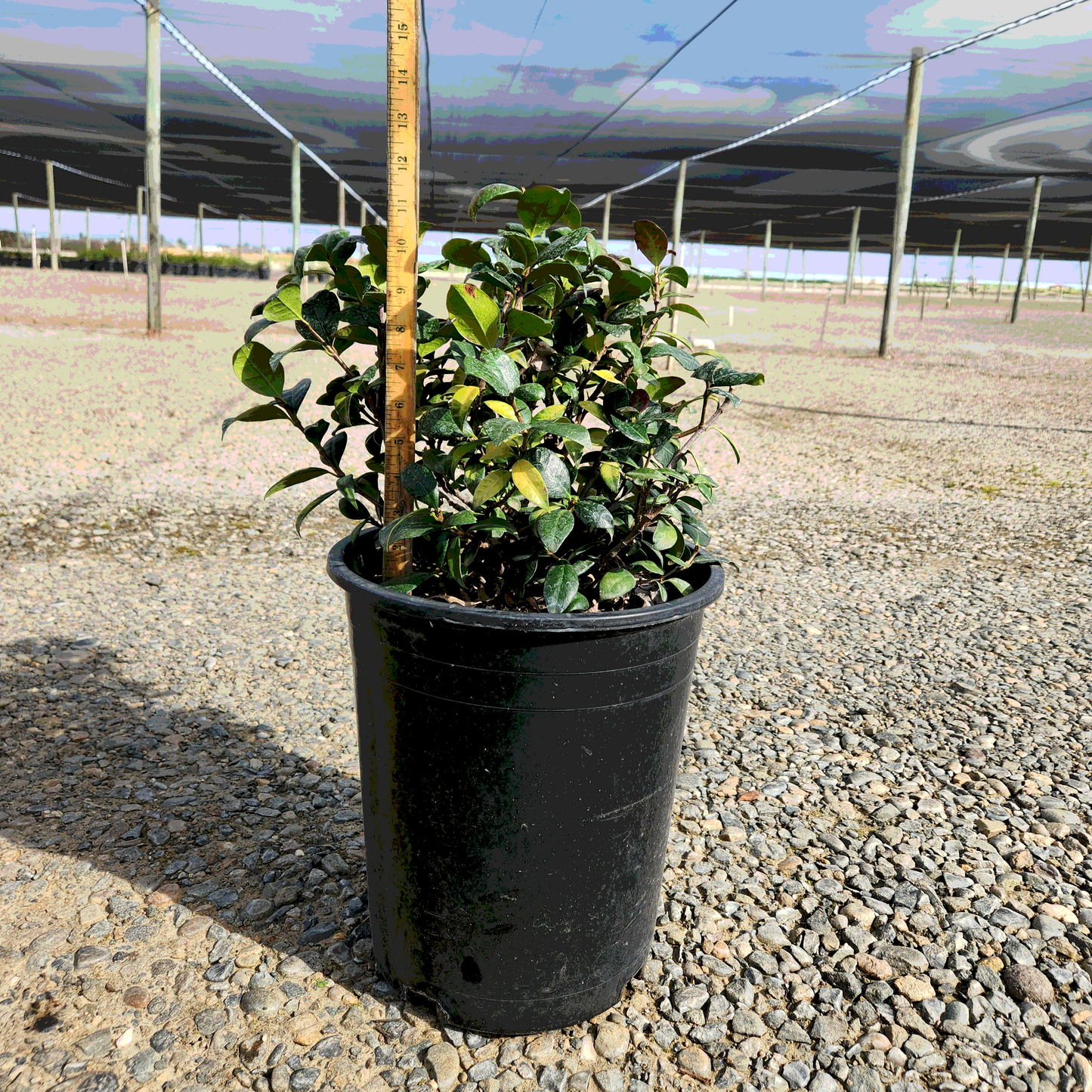 Star Jasmine - 5 Gallon - #277