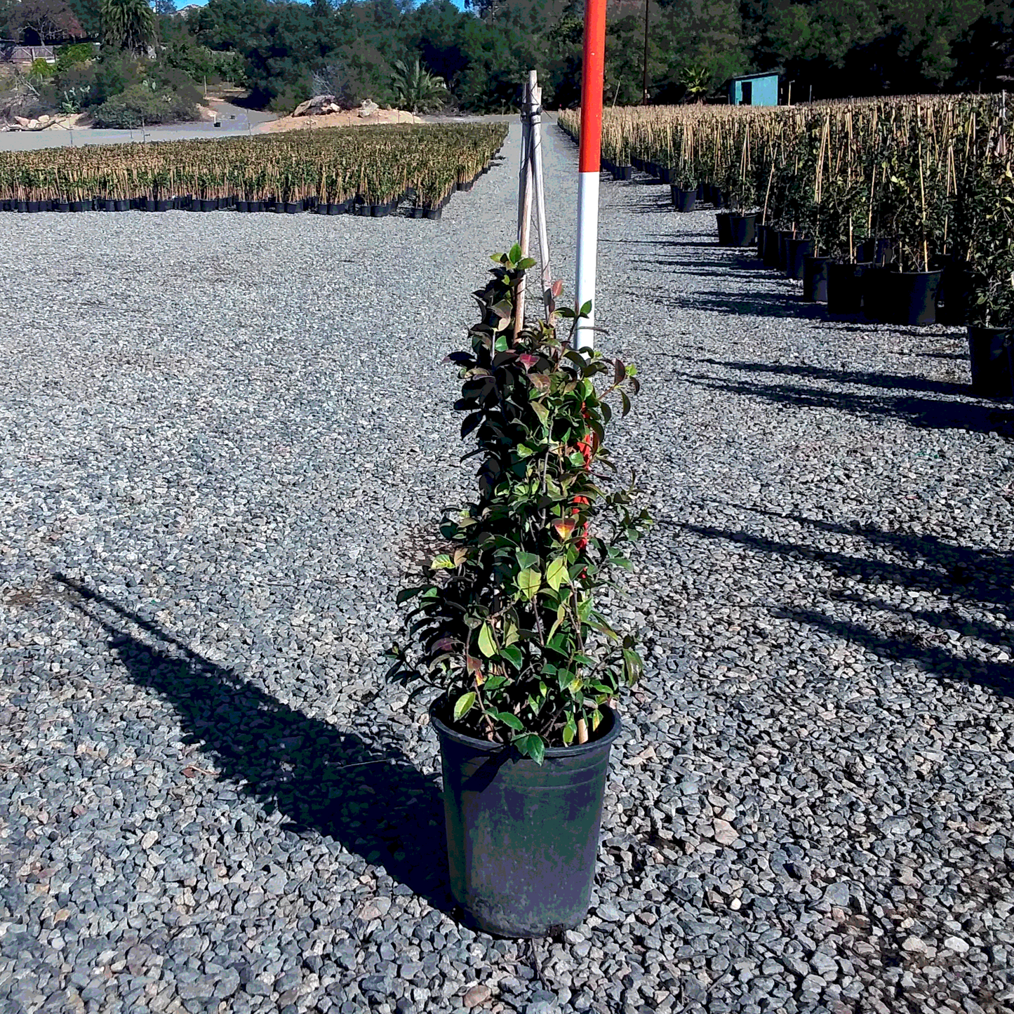 Star Jasmine - Staked - 5 Gallon - #8776