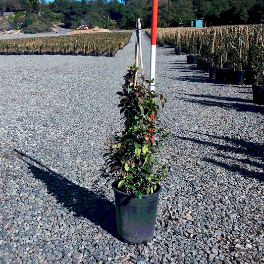 Star Jasmine - Staked - 5 Gallon - #8776