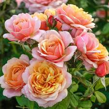 Rose State of Grace - Grandiflora - TNP - #29774