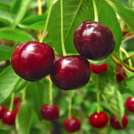 Cherry 'Stella' - Grow Bag - #29740