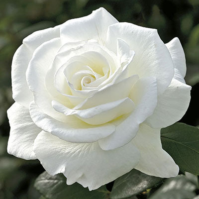 Rose Sugar Moon - Hybrid Tea - TNP - #27450