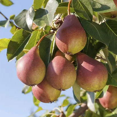Pear 'Sugar' -  Grow Bag - #29627