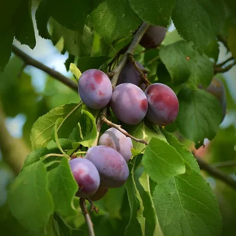 Prune Sugar - Grow Bag - #29644