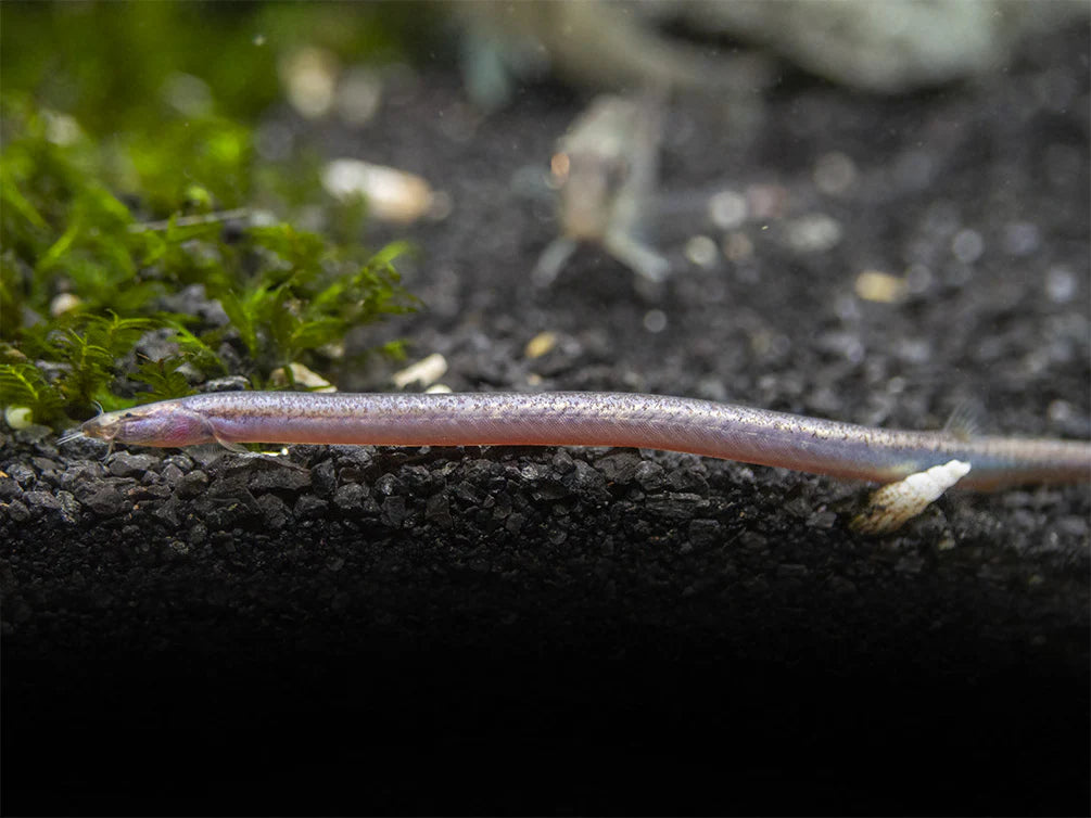 Kuhli Loach Assorted - #32719