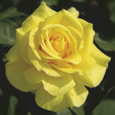 Rose Sunsprite - Floribunda - TNP - #27436