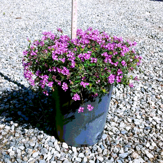 Super Purple Lantana - 5 Gallon - #31939