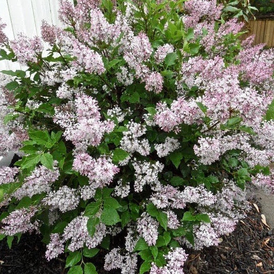 Miss Kim Lilac - 2 Gallon - #32826
