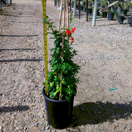 Orange Cape Honeysuckle - Staked - 5 Gallon - #32818