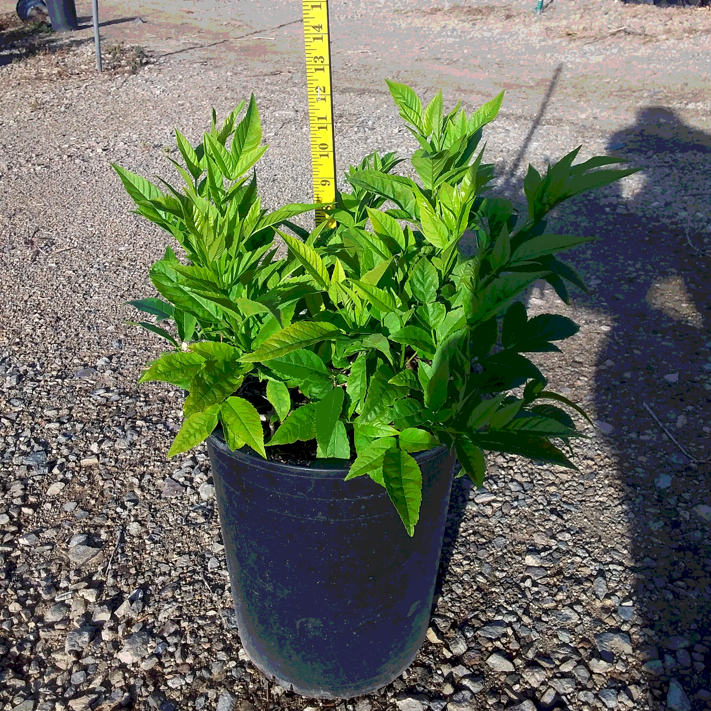 Yellow Bells Tecoma Stans - 5 Gallon - #20659