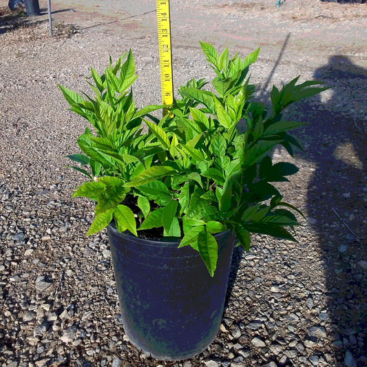 Yellow Bells Tecoma Stans - 5 Gallon - #20659