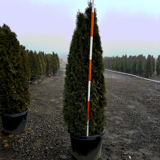 Emerald Green Arborvitae Thuja - 30 Gallon - #32823