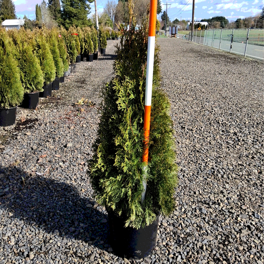 Emerald Green Arborvitae Thuja - 5 Gallon - #20704