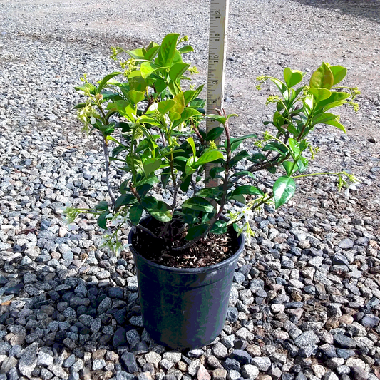 Star Jasmine - 1 Gallon - #3615