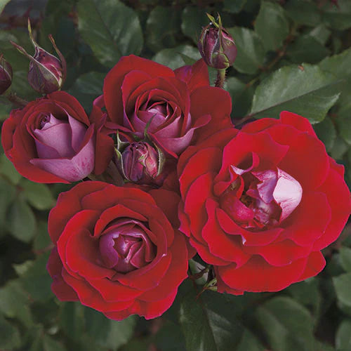 Rose Take It Easy - Hybrid Tea - TNP