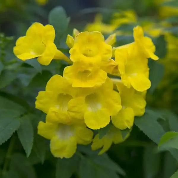 Tecoma 'Yellow Lydia' - 3 Gallon - #31246