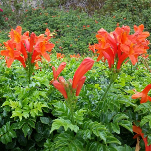 Orange Cape Honeysuckle - 5 Gallon - #970