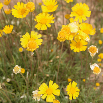 Daisy 'Angelita' - 1 Gallon - #31409