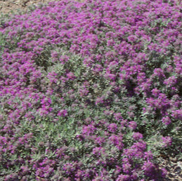 Mediterranean Carpet - 1 Gallon - #28931