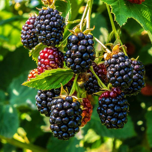 Triple Crown Blackberry - 5 Gallon - #31145