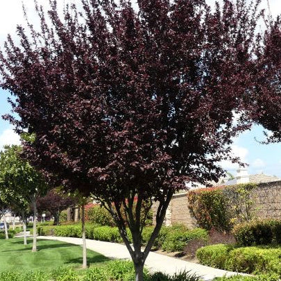 Thundercloud Flowering Plum - Grow Bag - #31707