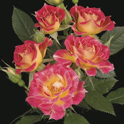 Rose Tiddly Winks - Patio - TNP