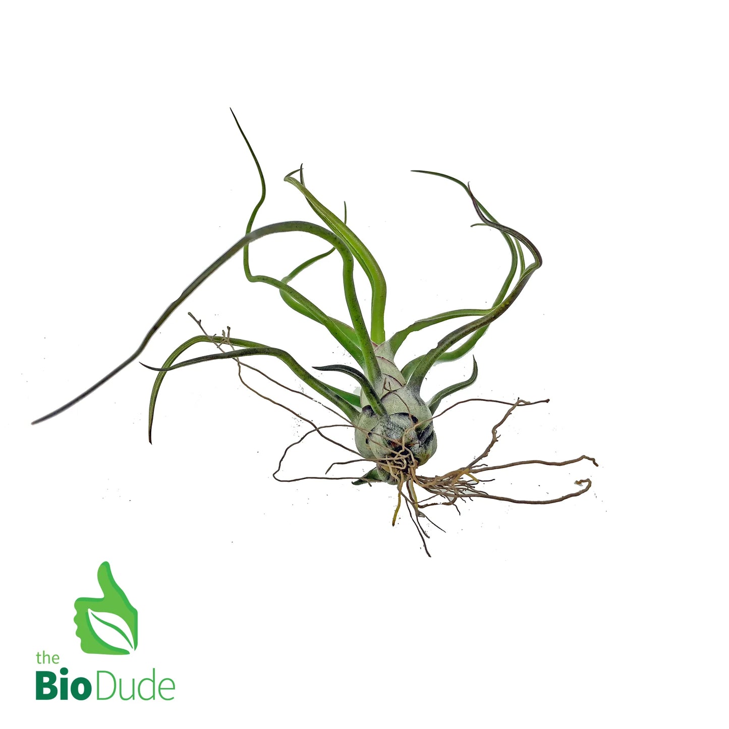 Bromeliad Tillandsia Plant  - Bio Dude - #31577