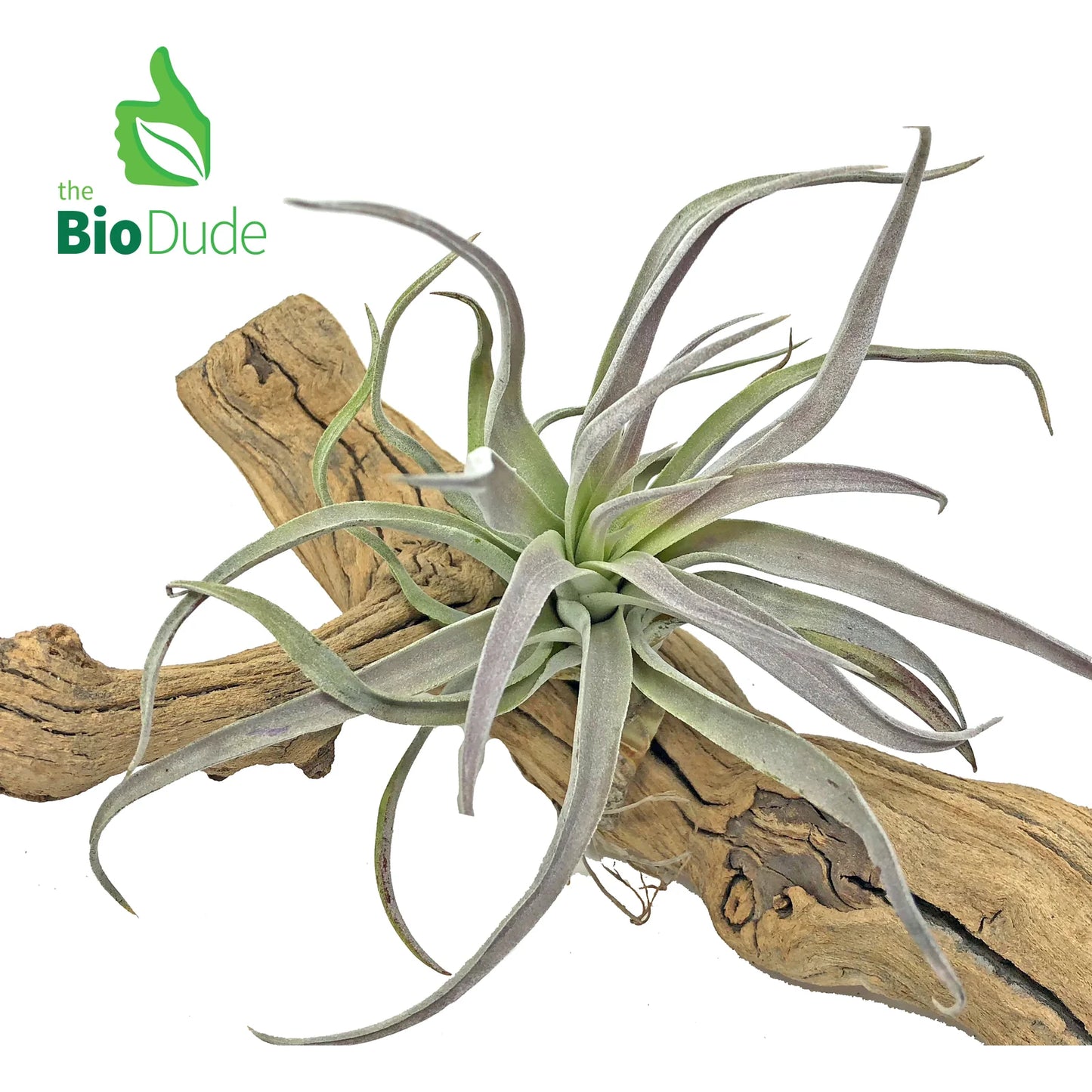 Bromeliad Tillandsia Plant  - Bio Dude - #31577