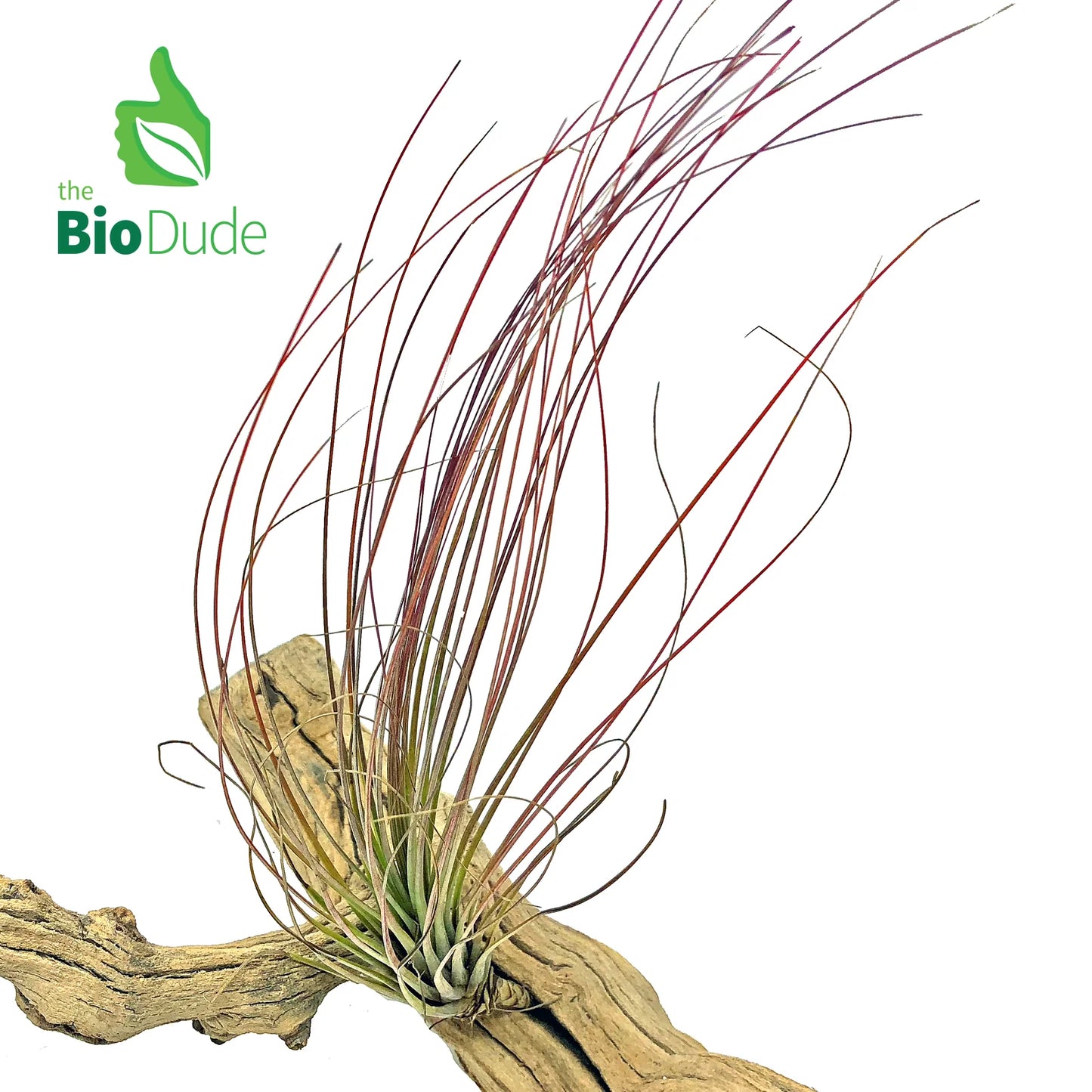 Bromeliad Tillandsia Plant  - Bio Dude - #31577