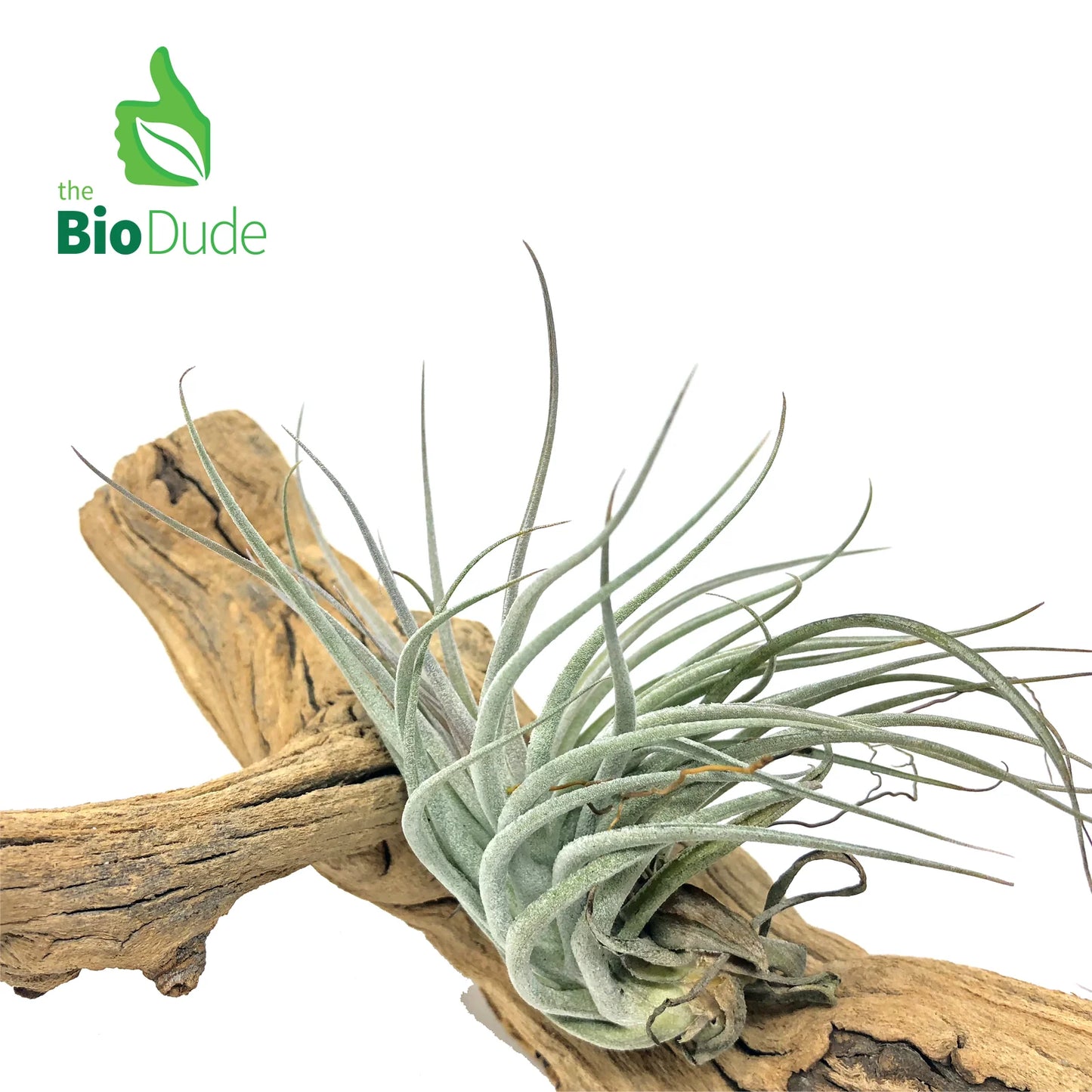 Bromeliad Tillandsia Plant  - Bio Dude - #31577