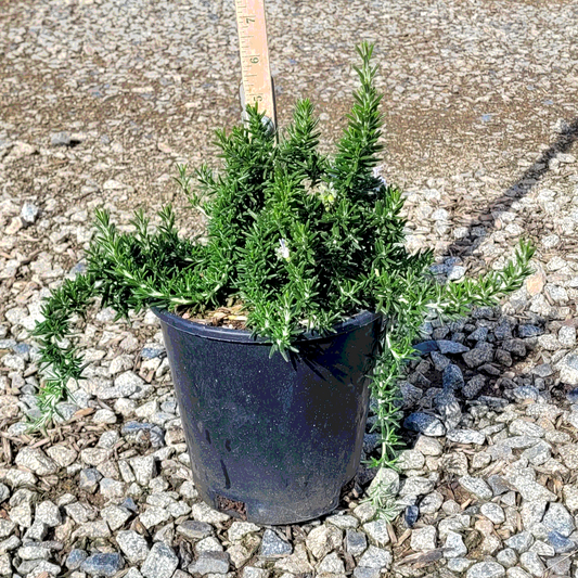Trailing Rosemary - 1 Gallon - #597